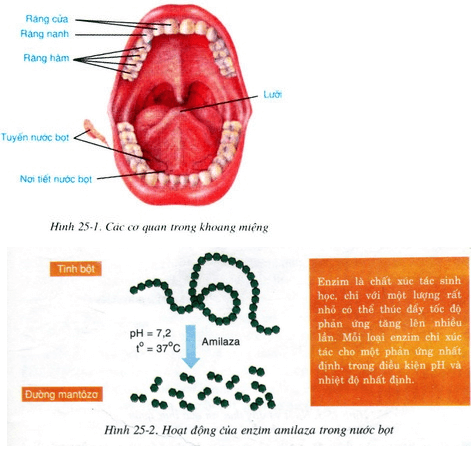 Lý thuyết Sinh học 8 Bài 25: Tiêu hóa ở khoang miệng (hay, chi tiết)