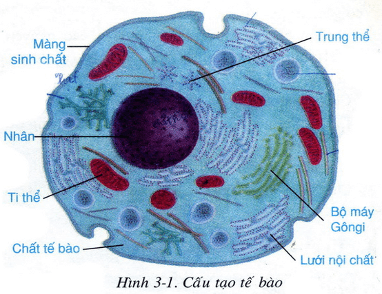 Lý thuyết Sinh học 8 Bài 3: Tế bào (hay, chi tiết)