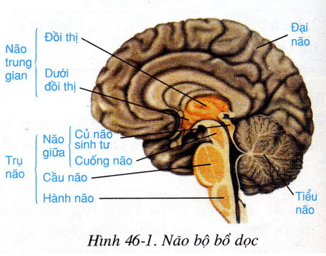 Lý thuyết Sinh học 8 Bài 46: Trụ não, tiểu não, não trung gian (hay, chi tiết)