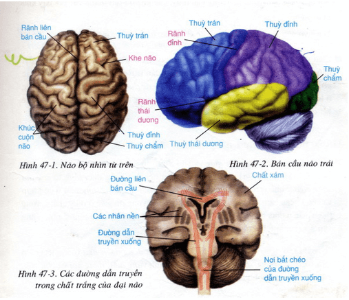 Lý thuyết Sinh học 8 Bài 47: Đại não (hay, chi tiết)