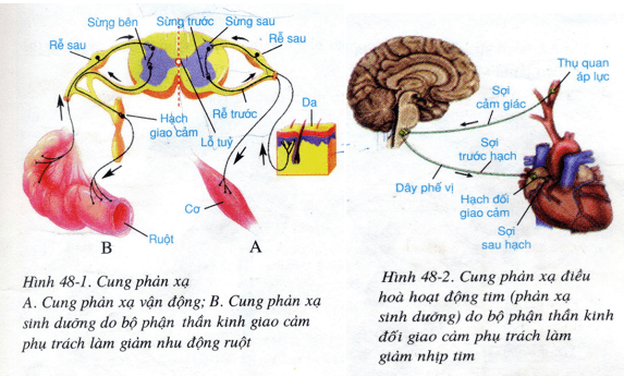 Lý thuyết Sinh học 8 Bài 48: Hệ thần kinh sinh dưỡng hay, ngắn gọn