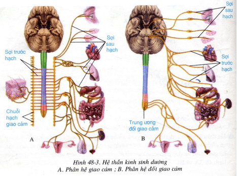 Lý thuyết Sinh học 8 Bài 48: Hệ thần kinh sinh dưỡng (hay, chi tiết)