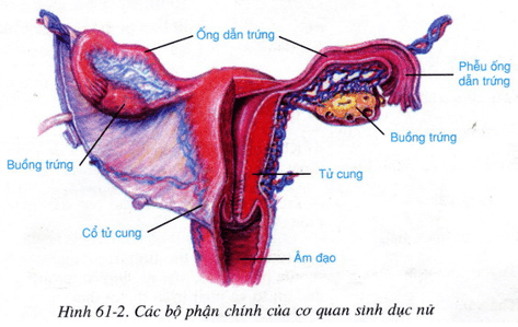 Lý thuyết Sinh học 8 Bài 61: Cơ quan sinh dục nữ (hay, chi tiết)