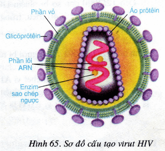 Lý thuyết Sinh học 8 Bài 65: Đại dịch AIDS - Thảm họa của loài người (hay, chi tiết)