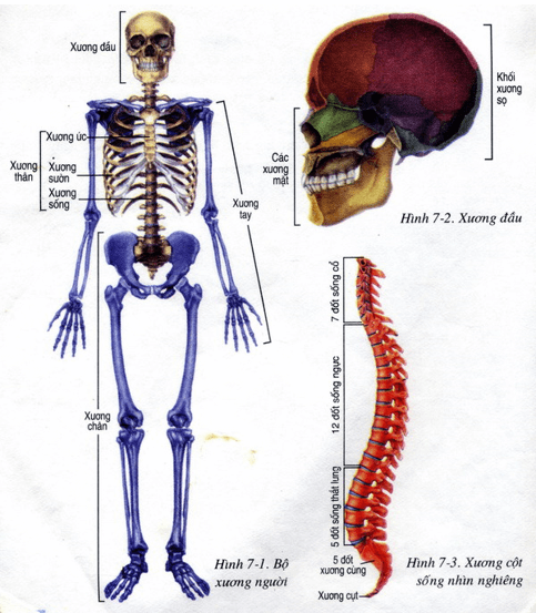 Lý thuyết Sinh học 8 Bài 7: Bộ xương hay, ngắn gọn