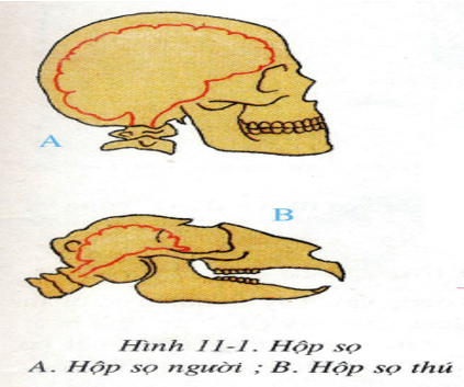 Lý thuyết Sinh học 8 Bài 7: Bộ xương (hay, chi tiết)