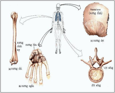 Lý thuyết Sinh học 8 Bài 7: Bộ xương (hay, chi tiết)