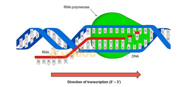 Lý thuyết Sinh học 9 Bài 17: Mối quan hệ giữa gen và ARN hay, chi tiết