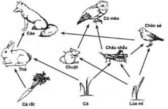 Lý thuyết Sinh học 9 Bài 50: Hệ sinh thái hay, chi tiết