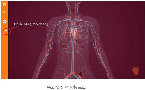 Lý thuyết Tin học 8 Bài 10: Làm quen với giải phẫu cơ thể người bằng phần mềm Anatomy (hay, chi tiết)