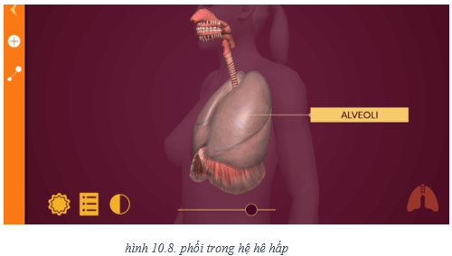 Lý thuyết Tin học 8 Bài 10: Làm quen với giải phẫu cơ thể người bằng phần mềm Anatomy (hay, chi tiết)