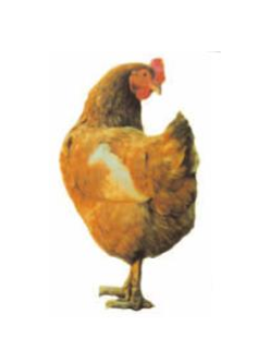 Tự nhiên và Xã hội lớp 1 Bài 26: Con gà | Hay nhất Giải bài tập Tự nhiên và Xã hội 1