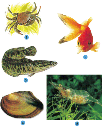 Tự nhiên và Xã hội lớp 2 Bài 29: Một số loài vật sống dưới nước | Hay nhất Giải bài tập Tự nhiên và Xã hội 2