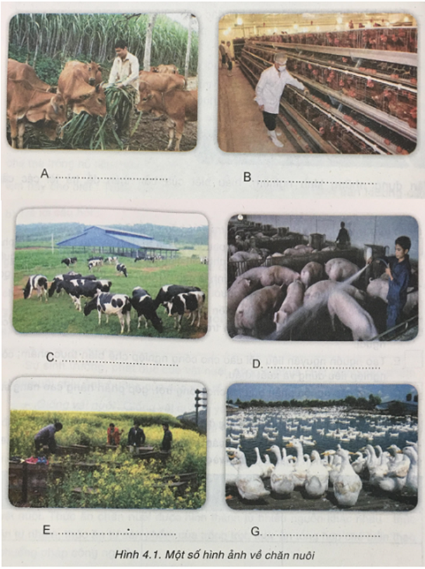 Công nghệ 7 VNEN Bài 4: Vai trò, đặc điểm, yếu tố ảnh hưởng các phương thức chăn nuôi | Hay nhất Giải bài tập Công nghệ 7 VNEN