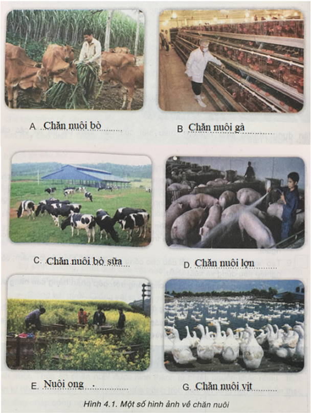 Công nghệ 7 VNEN Bài 4: Vai trò, đặc điểm, yếu tố ảnh hưởng các phương thức chăn nuôi | Hay nhất Giải bài tập Công nghệ 7 VNEN