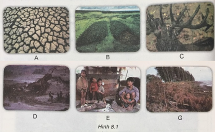 Công nghệ 7 VNEN Bài 8: Bảo vệ và khai thác rừng | Hay nhất Giải bài tập Công nghệ 7 VNEN