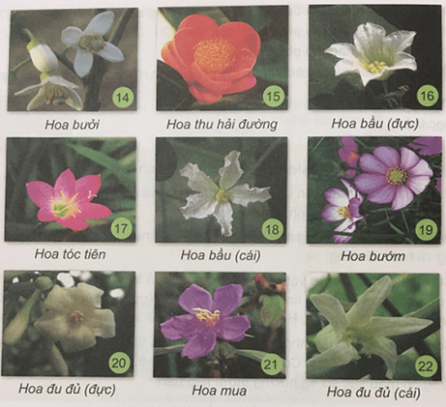 Khoa học 5 Bài 27: Sinh sản và thực vật có hoa | Hay nhất Giải Khoa học lớp 5 VNEN