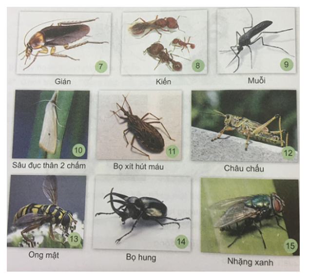 Tự nhiên và xã hội 3 Bài 22: Các loại côn trùng | Hay nhất Giải bài tập Tự nhiên và xã hội 3 VNEN