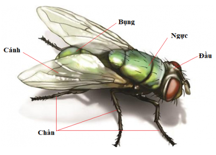Tự nhiên và xã hội 3 Bài 22: Các loại côn trùng | Hay nhất Giải bài tập Tự nhiên và xã hội 3 VNEN