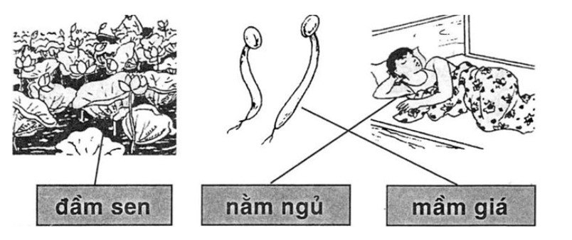 Vở bài tập Tiếng Việt lớp 1 Bài 61: ăm, âm | Hay nhất Giải VBT Tiếng Việt 1