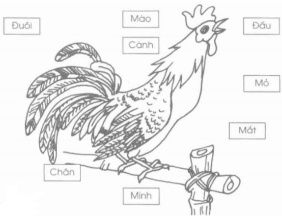 Vở bài tập Tự nhiên và Xã hội lớp 1 Bài 26: Con gà | Hay nhất Giải VBT Tự nhiên và Xã hội 1