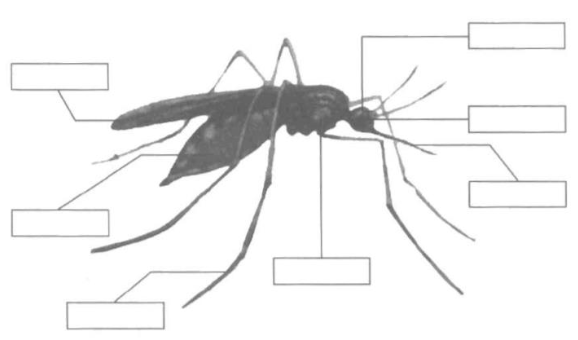 Vở bài tập Tự nhiên và Xã hội lớp 1 Bài 28: Con muỗi | Hay nhất Giải VBT Tự nhiên và Xã hội 1