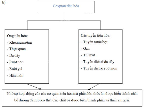 Vở bài tập Tự nhiên và Xã hội lớp 2 Bài 10: Ôn tập: Con người và sức khoẻ | Hay nhất Giải VBT Tự nhiên và Xã hội 2