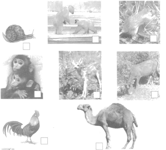 Vở bài tập Tự nhiên và Xã hội lớp 2 Bài 28: Một số loài vật sống trên cạn | Hay nhất Giải VBT Tự nhiên và Xã hội 2