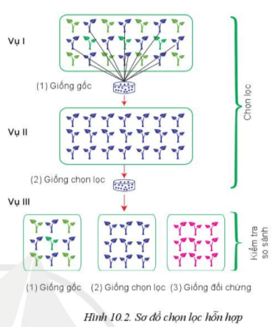 Giáo án Công nghệ 10 Cánh diều Bài 10: Phương pháp chọn, tạo giống cây trồng