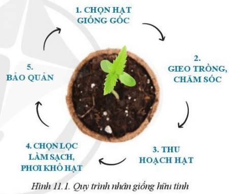 Giáo án Công nghệ 10 Cánh diều Bài 11: Phương pháp nhân giống cây trồng