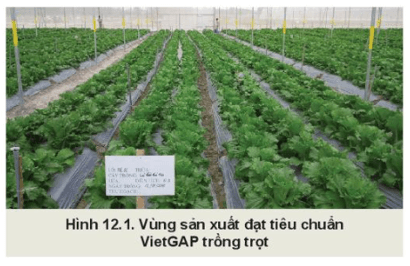 Giáo án Chuyên đề Công nghệ 10 Kết nối tri thức Bài 12: Các bước trong quy trình trồng trọt theo tiêu chuẩn VietGAP (ảnh 2)