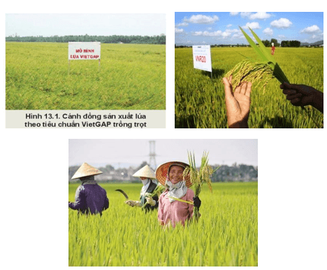 Giáo án Chuyên đề Công nghệ 10 Kết nối tri thức Bài 13: Một số mô hình trồng trọt theo tiêu chuẩn VietGAP (ảnh 1)