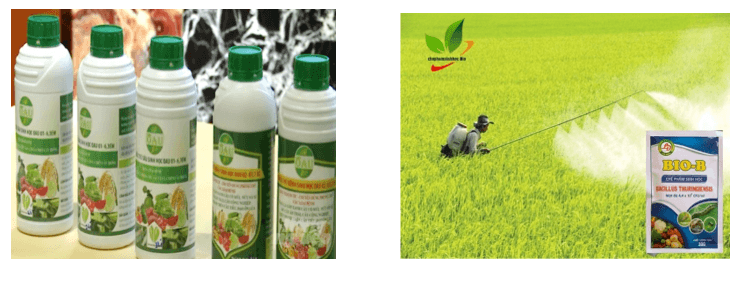 Giáo án Chuyên đề Công nghệ 10 Kết nối tri thức Bài 4: Một số ứng dụng công nghệ sinh học trong bảo vệ thực vật (ảnh 1)