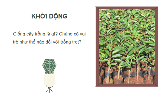 Giáo án điện tử Công nghệ 10 Kết nối tri thức Bài 11: Khái niệm và vai trò của giống cây trồng | PPT Công nghệ 10