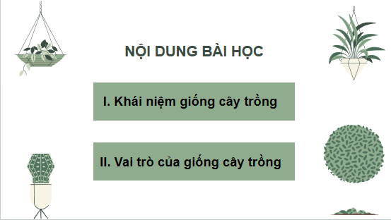 Giáo án điện tử Công nghệ 10 Kết nối tri thức Bài 11: Khái niệm và vai trò của giống cây trồng | PPT Công nghệ 10