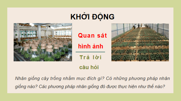 Giáo án điện tử Công nghệ 10 Kết nối tri thức Bài 13: Nhân giống cây trồng | PPT Công nghệ 10