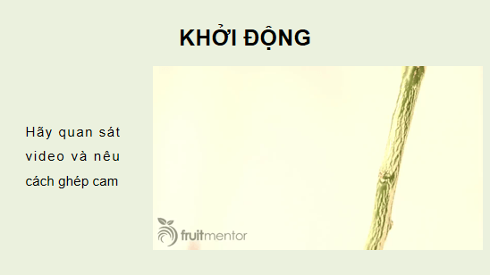 Giáo án điện tử Công nghệ 10 Kết nối tri thức Bài 14: Thực hành: Nhân giống cây ăn quả bằng phương pháp ghép | PPT Công nghệ 10