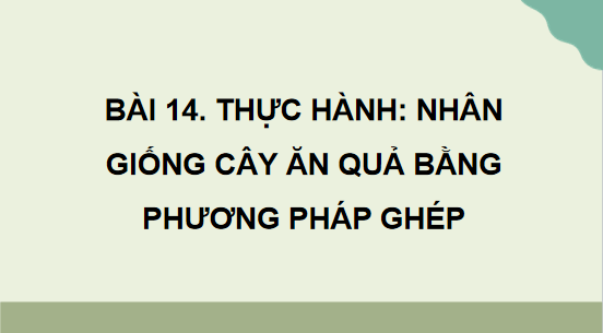 Giáo án điện tử Công nghệ 10 Kết nối tri thức Bài 14: Thực hành: Nhân giống cây ăn quả bằng phương pháp ghép | PPT Công nghệ 10