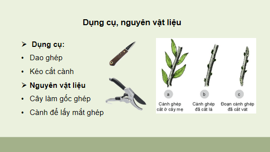 Giáo án điện tử Công nghệ 10 Kết nối tri thức Bài 14: Thực hành: Nhân giống cây ăn quả bằng phương pháp ghép | PPT Công nghệ 10