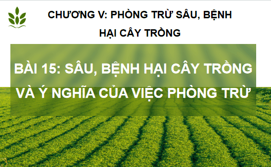 Giáo án điện tử Công nghệ 10 Kết nối tri thức Bài 15: Sâu, bệnh hại cây trồng và ý nghĩa của việc phòng trừ | PPT Công nghệ 10
