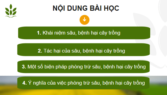 Giáo án điện tử Công nghệ 10 Kết nối tri thức Bài 15: Sâu, bệnh hại cây trồng và ý nghĩa của việc phòng trừ | PPT Công nghệ 10
