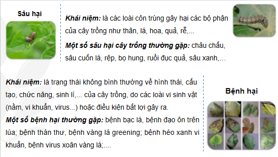 Giáo án điện tử Công nghệ 10 Kết nối tri thức Bài 15: Sâu, bệnh hại cây trồng và ý nghĩa của việc phòng trừ | PPT Công nghệ 10
