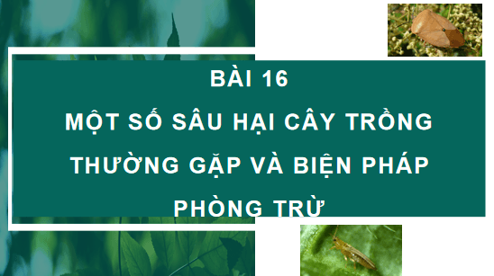 Giáo án điện tử Công nghệ 10 Kết nối tri thức Bài 16: Một số hại cây trồng thường gặp và biện pháp phòng trừ | PPT Công nghệ 10