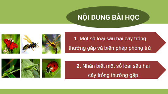 Giáo án điện tử Công nghệ 10 Kết nối tri thức Bài 16: Một số hại cây trồng thường gặp và biện pháp phòng trừ | PPT Công nghệ 10