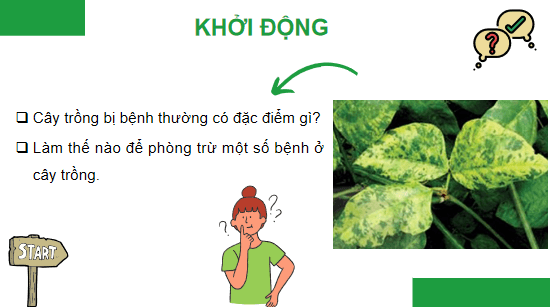 Giáo án điện tử Công nghệ 10 Kết nối tri thức Bài 17: Một số bệnh hại cây trồng thường gặp và biện pháp phòng trừ | PPT Công nghệ 10