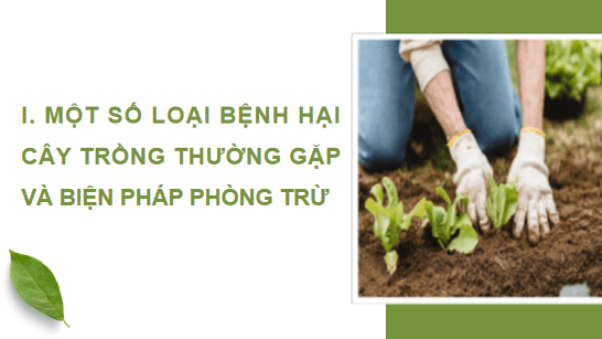Giáo án điện tử Công nghệ 10 Kết nối tri thức Bài 17: Một số bệnh hại cây trồng thường gặp và biện pháp phòng trừ | PPT Công nghệ 10