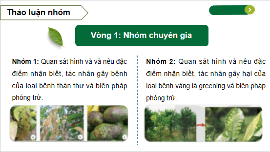Giáo án điện tử Công nghệ 10 Kết nối tri thức Bài 17: Một số bệnh hại cây trồng thường gặp và biện pháp phòng trừ | PPT Công nghệ 10