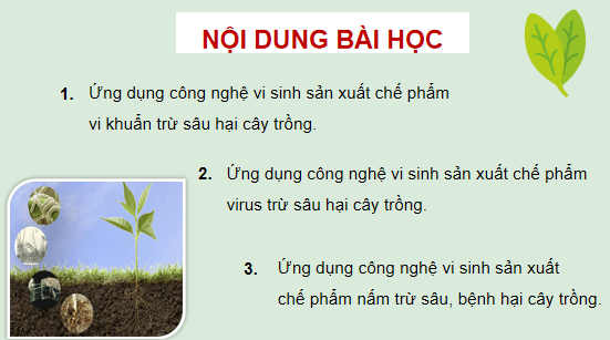 Giáo án điện tử Công nghệ 10 Kết nối tri thức Bài 18: Ứng dụng công nghệ vi sinh trong phòng trừ sâu, bệnh hại cây trồng | PPT Công nghệ 10