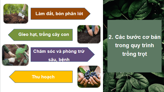 Giáo án điện tử Công nghệ 10 Kết nối tri thức Bài 19: Quy trình trồng trọt và cơ giới hoá trong trồng trọt | PPT Công nghệ 10