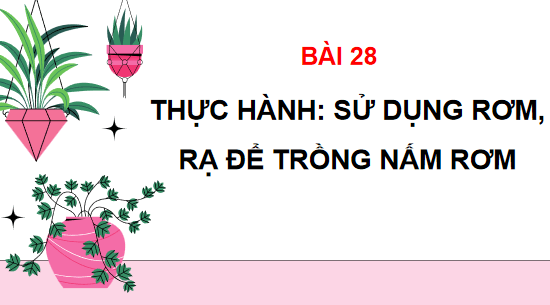 Giáo án điện tử Công nghệ 10 Kết nối tri thức Bài 28: Thực hành: Sử dụng rơm, dạ để trồng nấm rơm | PPT Công nghệ 10